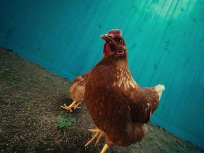 a brown chicken standing on top of a grass covered field