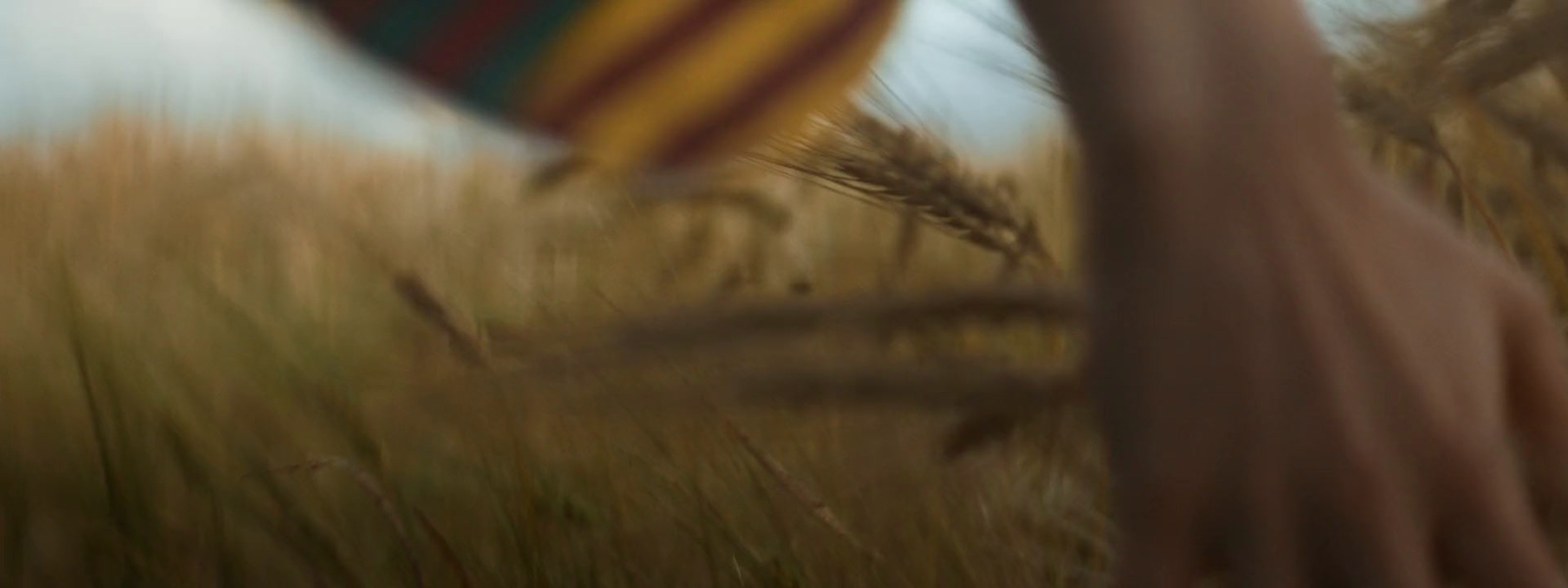 a person standing in a wheat field holding a kite