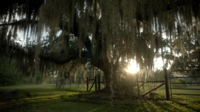 the sun is shining through the branches of a tree