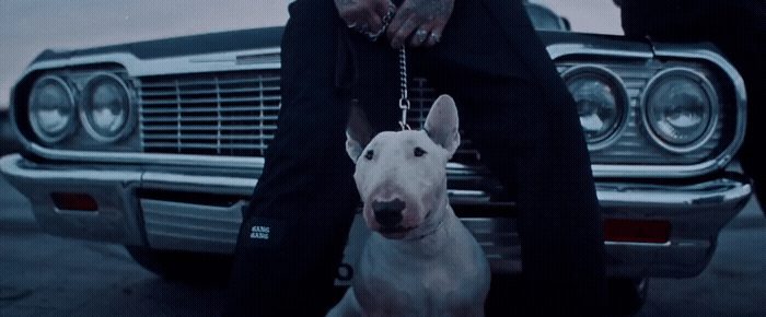 a man sitting on the hood of a car next to a dog