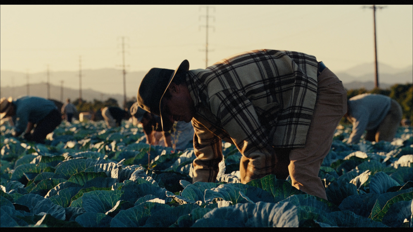 a man bending over in a field of cabbage