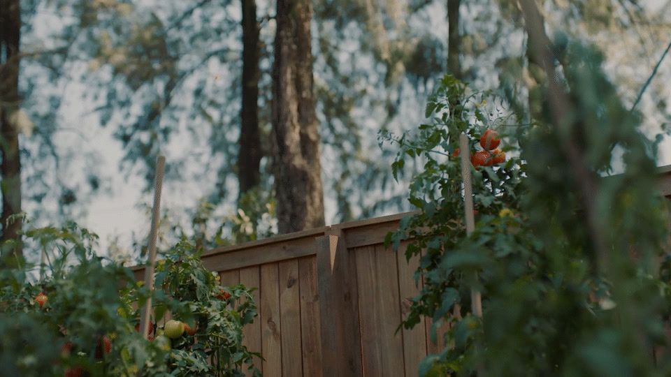 a wooden fence surrounded by trees and oranges