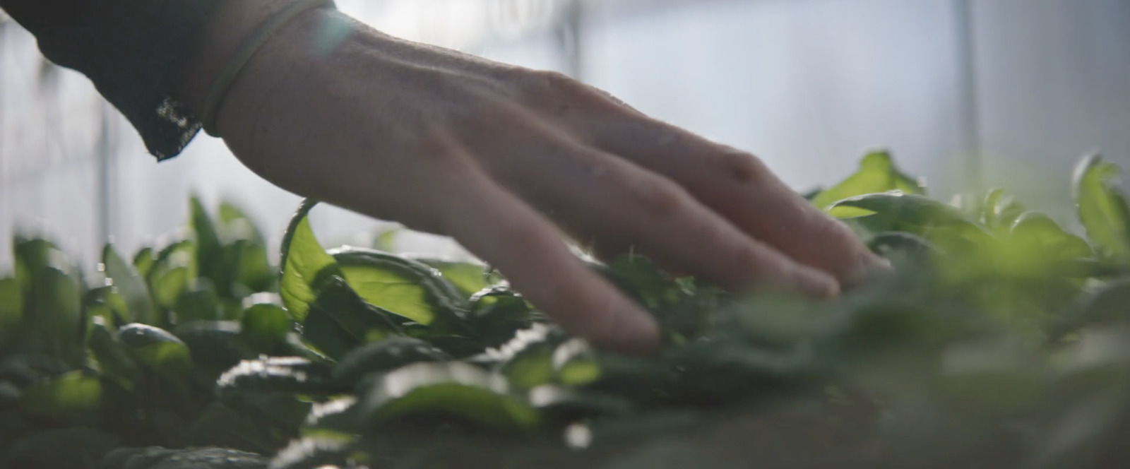 a hand reaching for a plant in a greenhouse