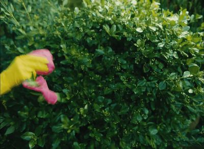 a pink and yellow flower in a bush