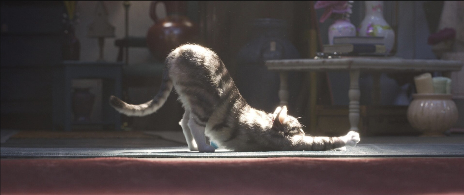 a cat that is standing on its back legs