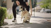 a man playing with a dog on a sidewalk