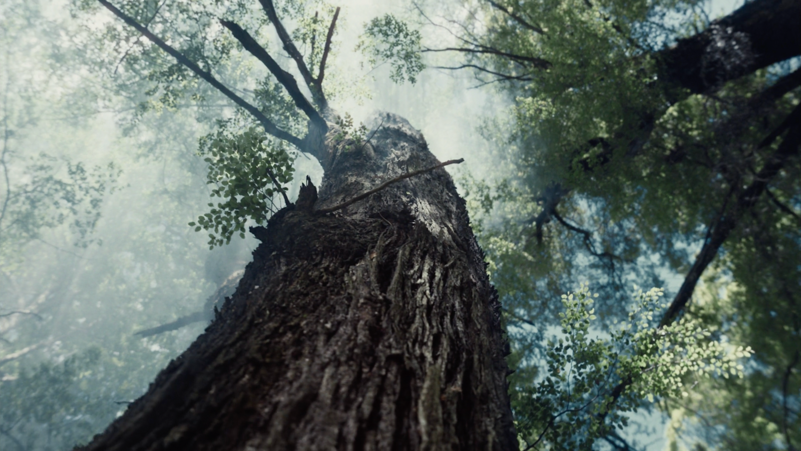 a tall tree standing in the middle of a forest