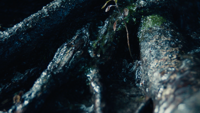 a close up of a tree trunk with moss growing on it