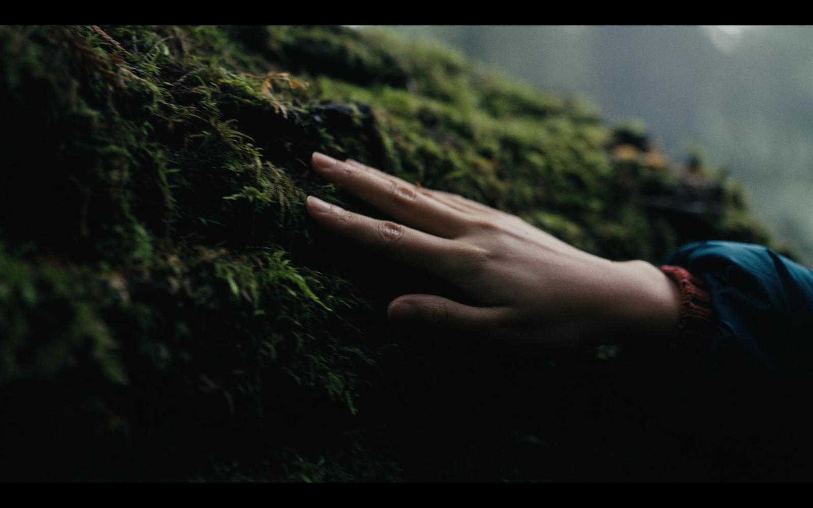 a person's hand touching a moss covered wall