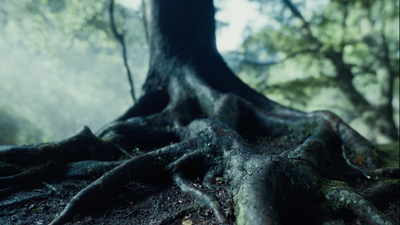 a tree with very large roots in a forest