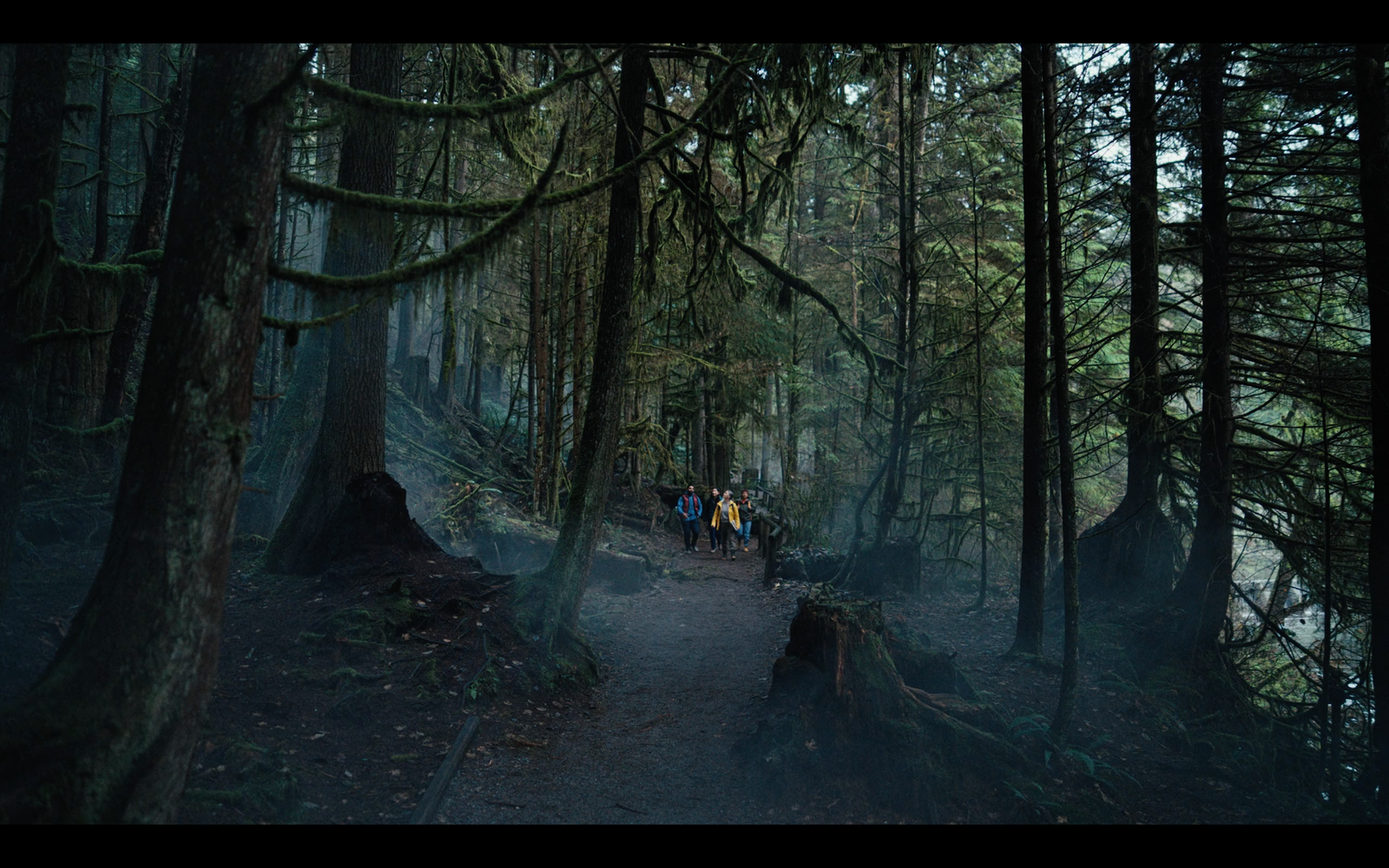 a group of people walking through a forest