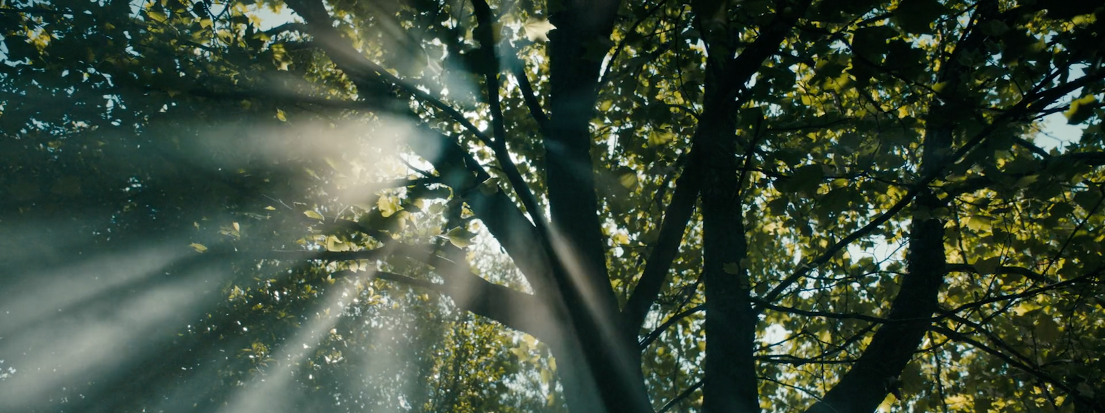 sunlight shining through the leaves of a tree