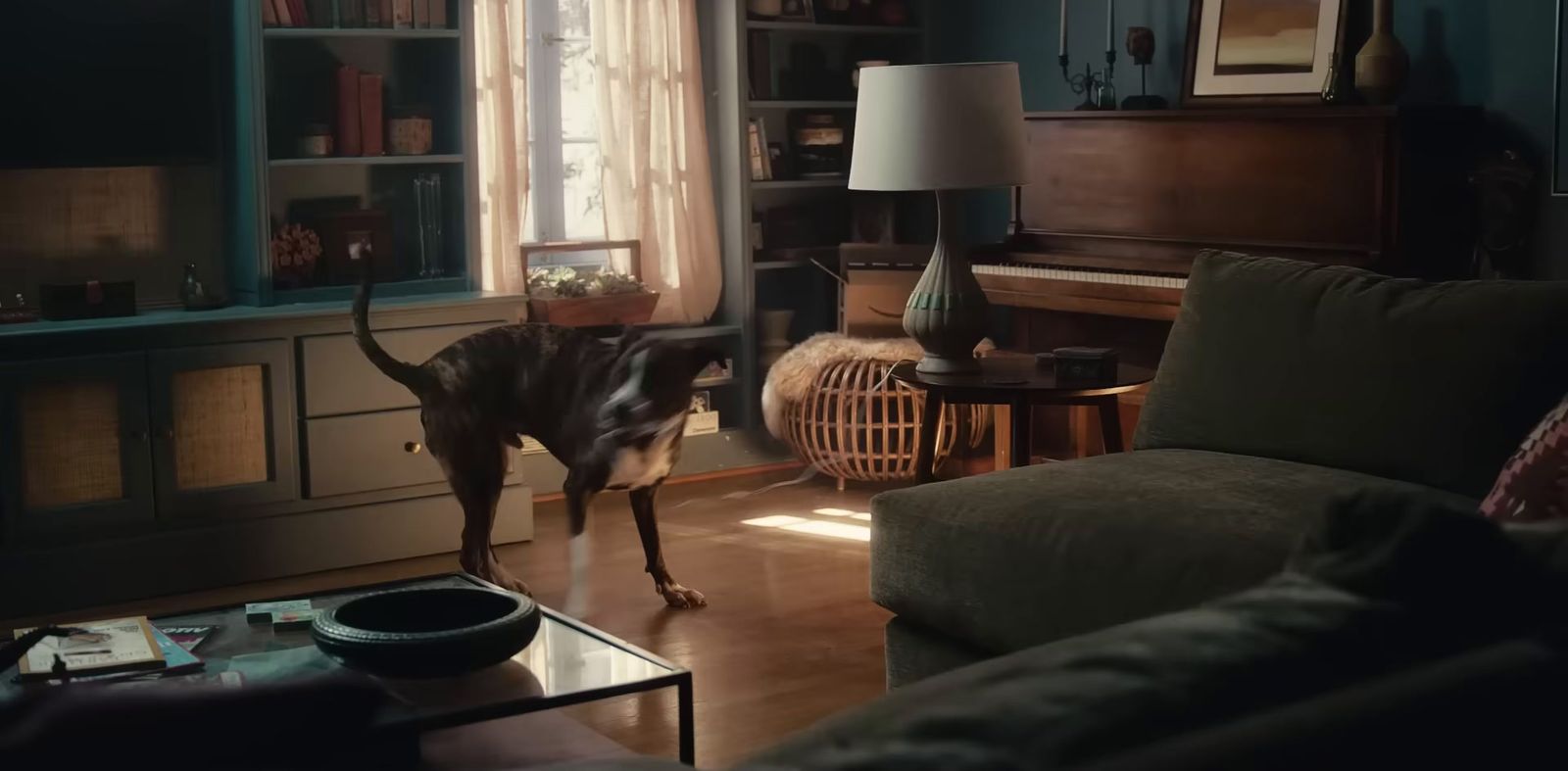 a dog standing in a living room next to a couch