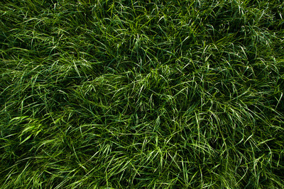 a bunch of green grass that is in the grass