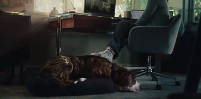 a dog laying on a pillow in front of a desk