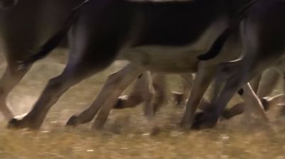 a herd of horses standing on top of a dry grass field