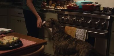 a brown dog standing next to a stove top oven