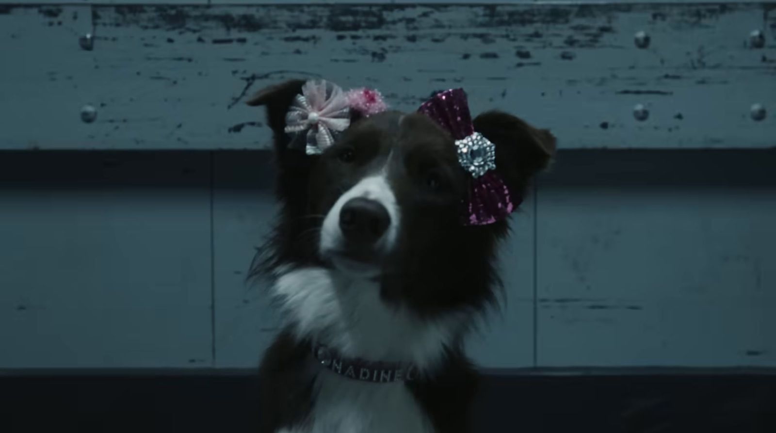 a black and white dog wearing a pink bow