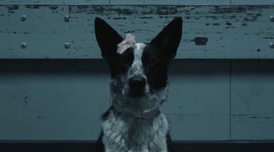 a black and white dog with a pink flower in its hair