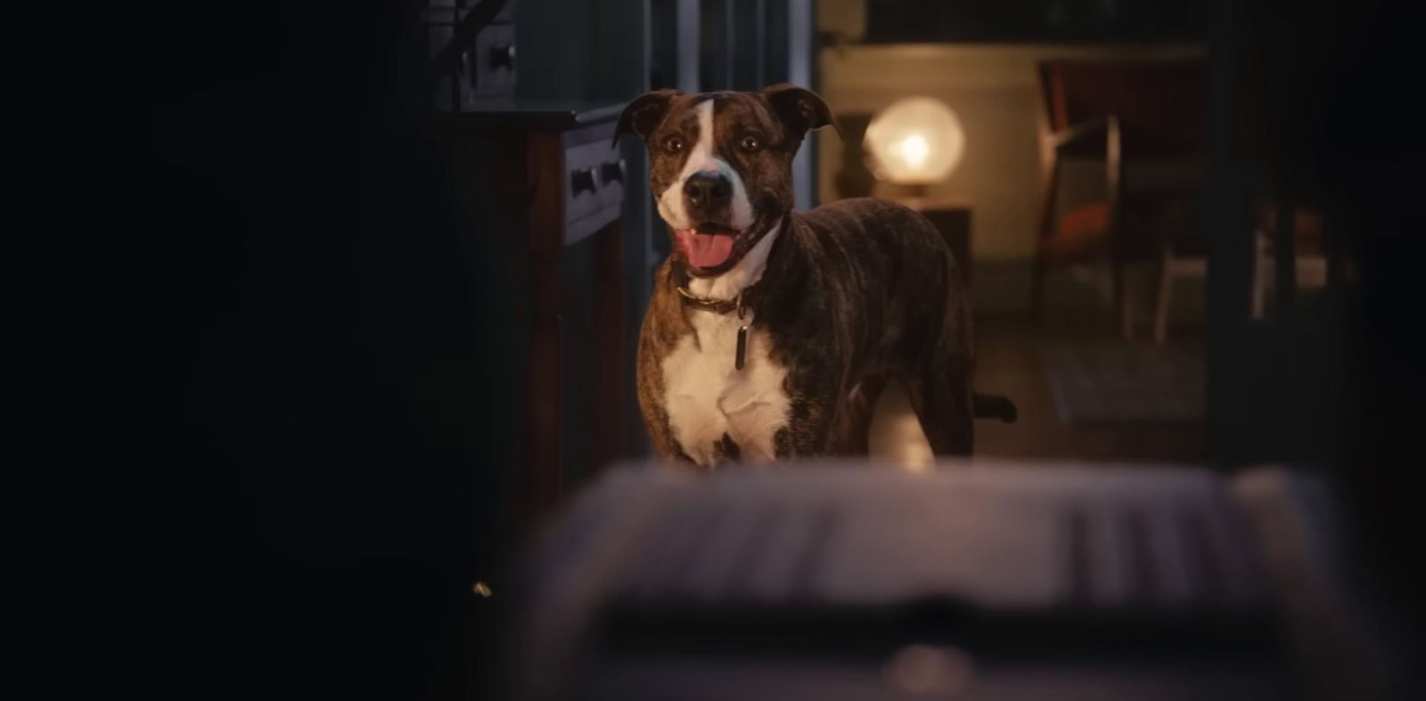 a brown and white dog standing in a doorway