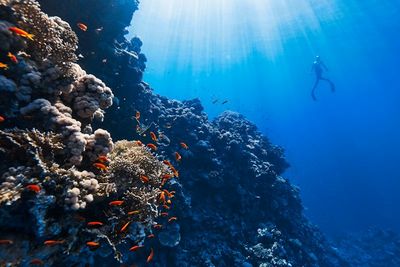 a scuba diver swims over a coral reef