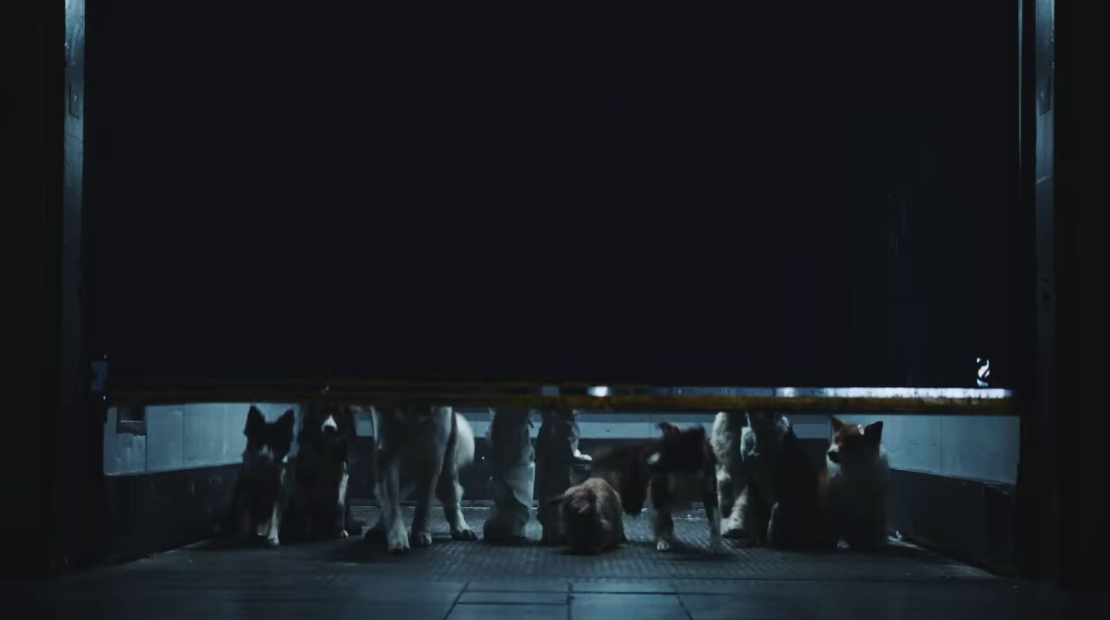 a group of dogs standing in front of a doorway