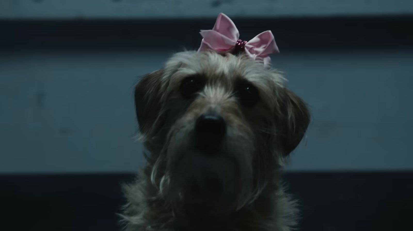 a dog with a pink bow on its head