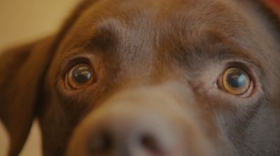 a close up of a brown dog's face