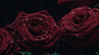 three red roses with water droplets on them