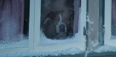 a dog looking out of a window covered in snow