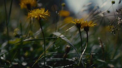 a close up of some yellow flowers in the grass