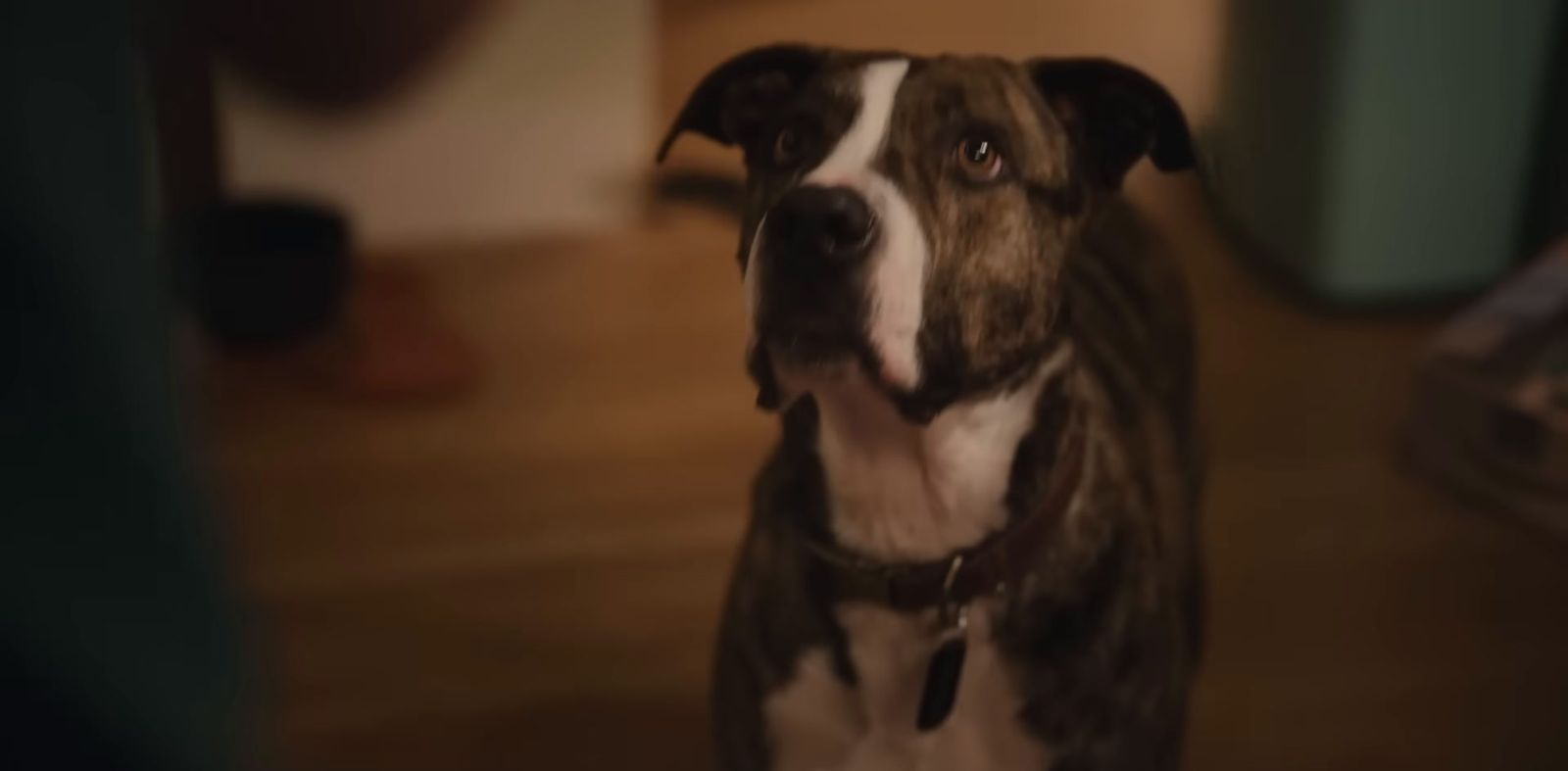 a brown and white dog standing on top of a wooden floor