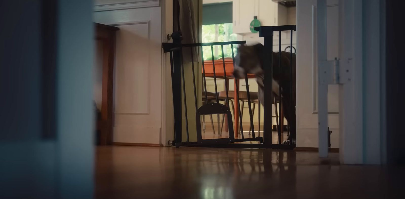 a dog standing behind a gate in a house