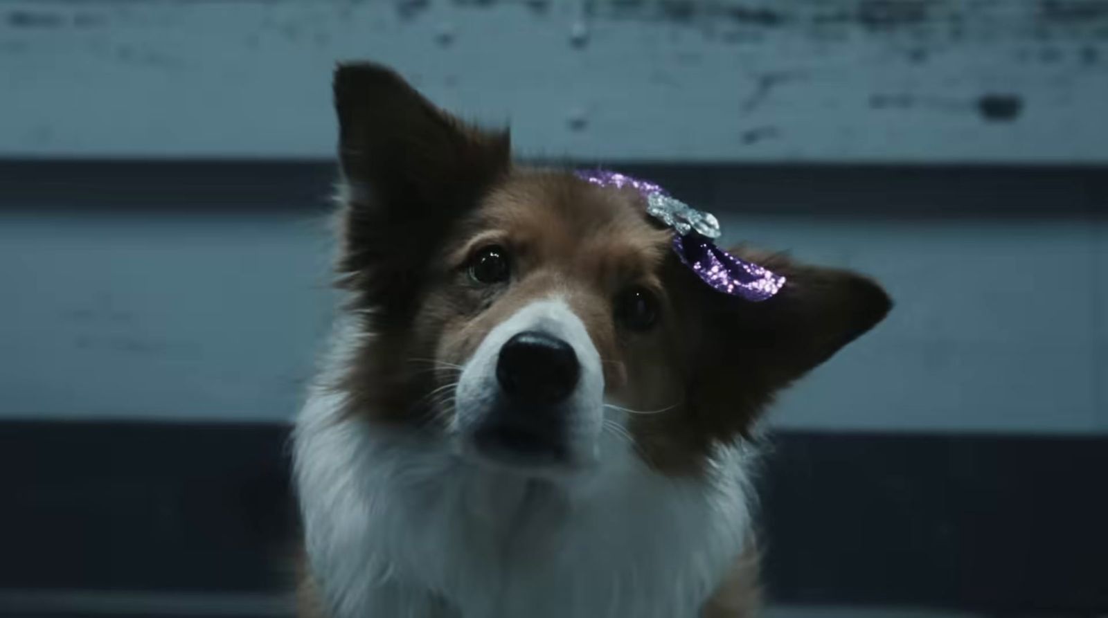 a brown and white dog with a purple bow on it's head