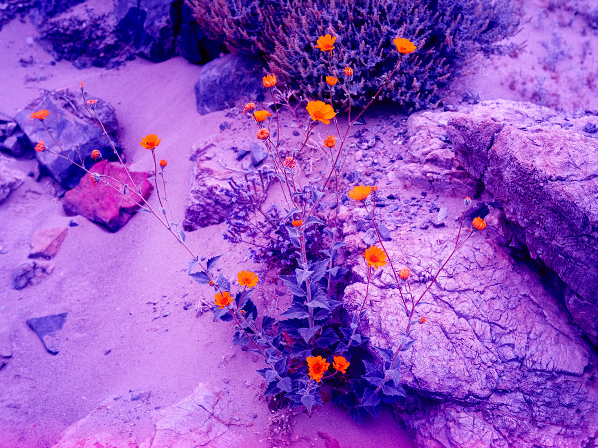 a bunch of flowers that are on some rocks