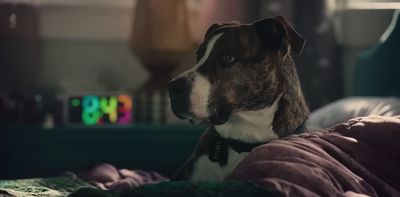 a brown and white dog laying on top of a bed