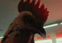 a close up of a bird with a red head