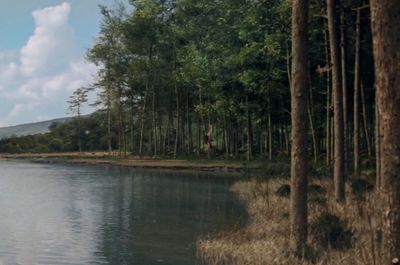 a body of water surrounded by trees on a sunny day