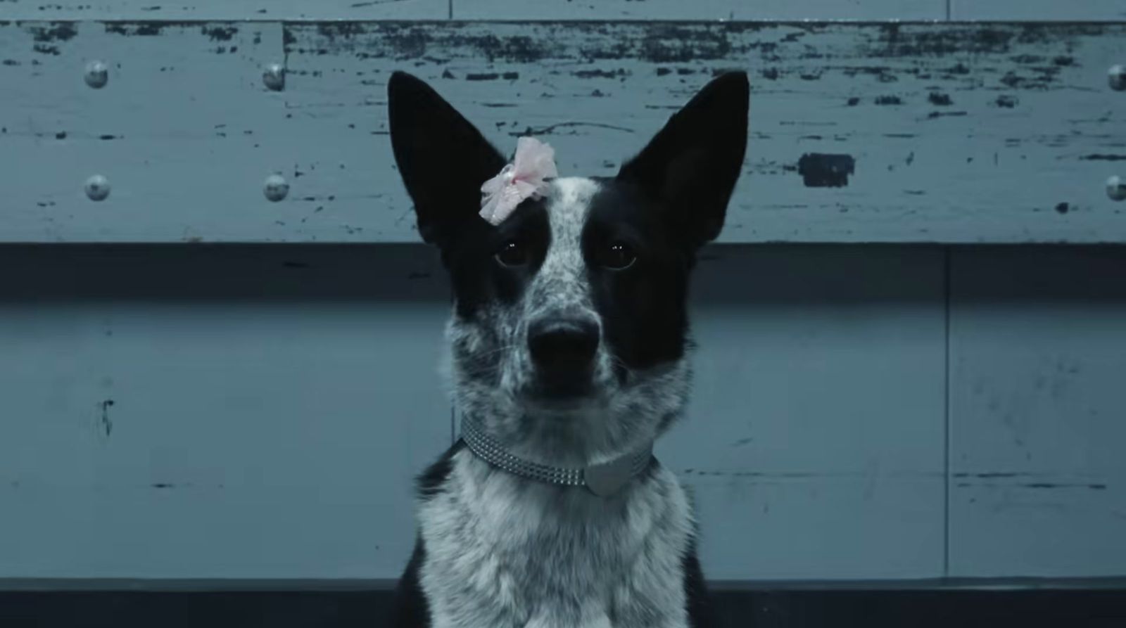 a black and white dog with a pink bow on its head