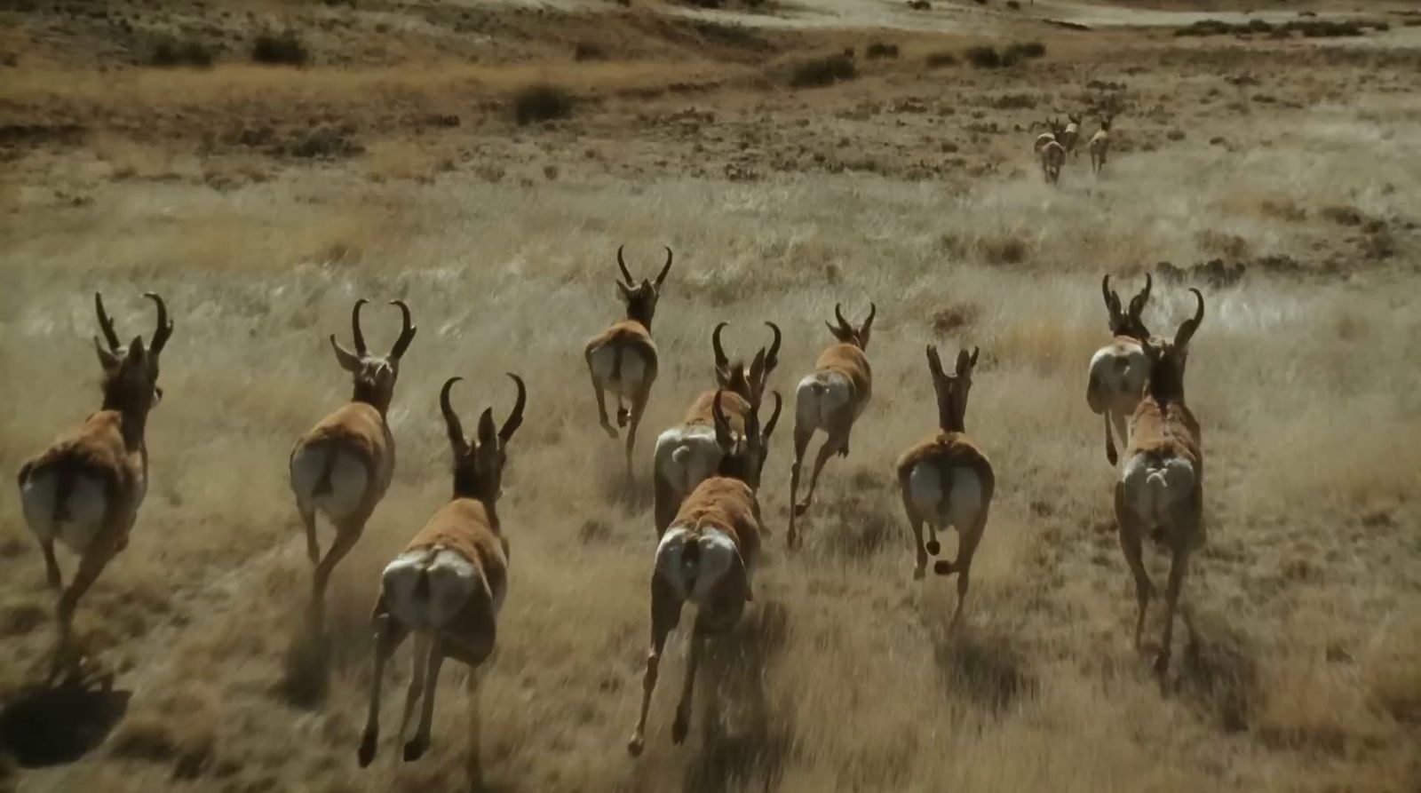 a herd of antelope running across a dry grass field