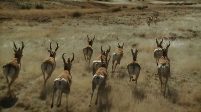 a herd of antelope running across a dry grass field