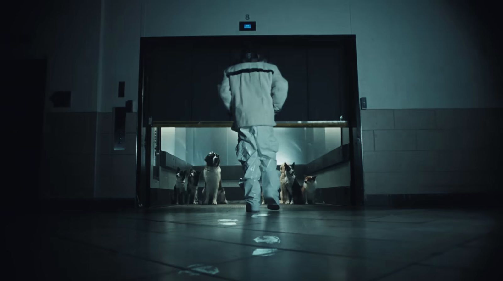 a man in a white coverall walking towards a group of dogs