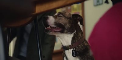 a brown and white dog standing next to a wooden table