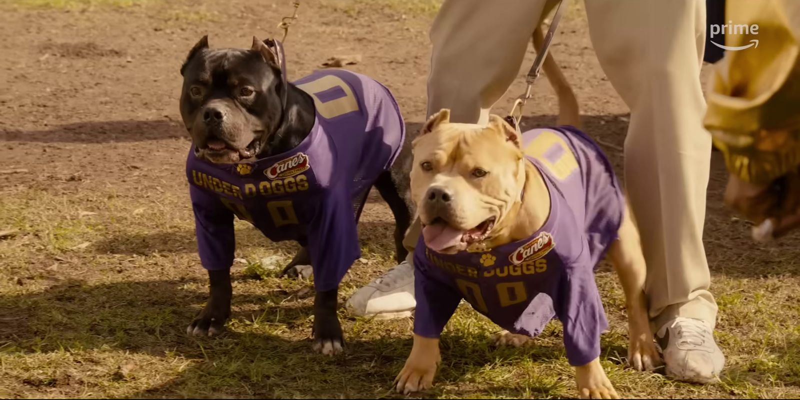 a couple of dogs that are standing in the grass