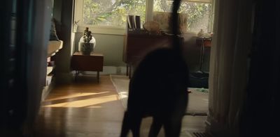 a cat standing in a living room next to a window