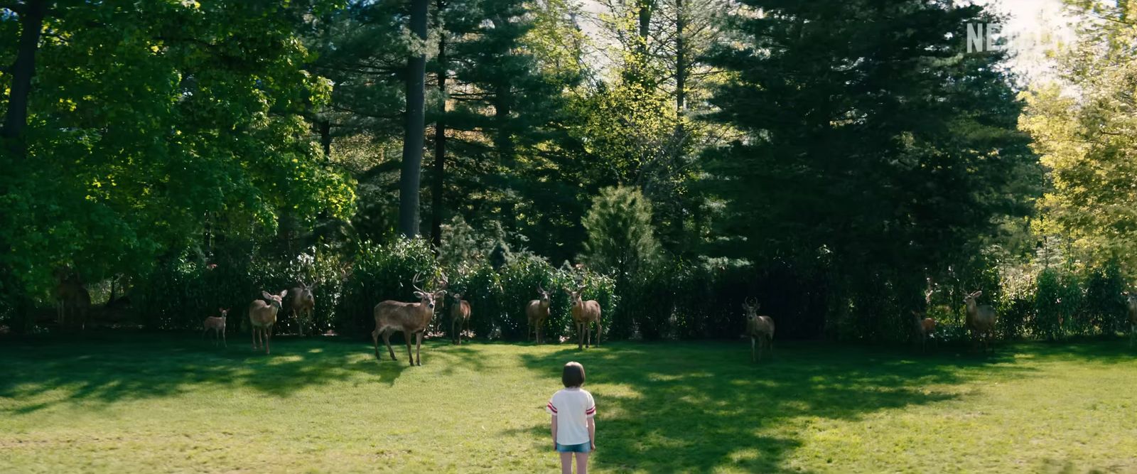 a little boy standing in the grass looking at some cows