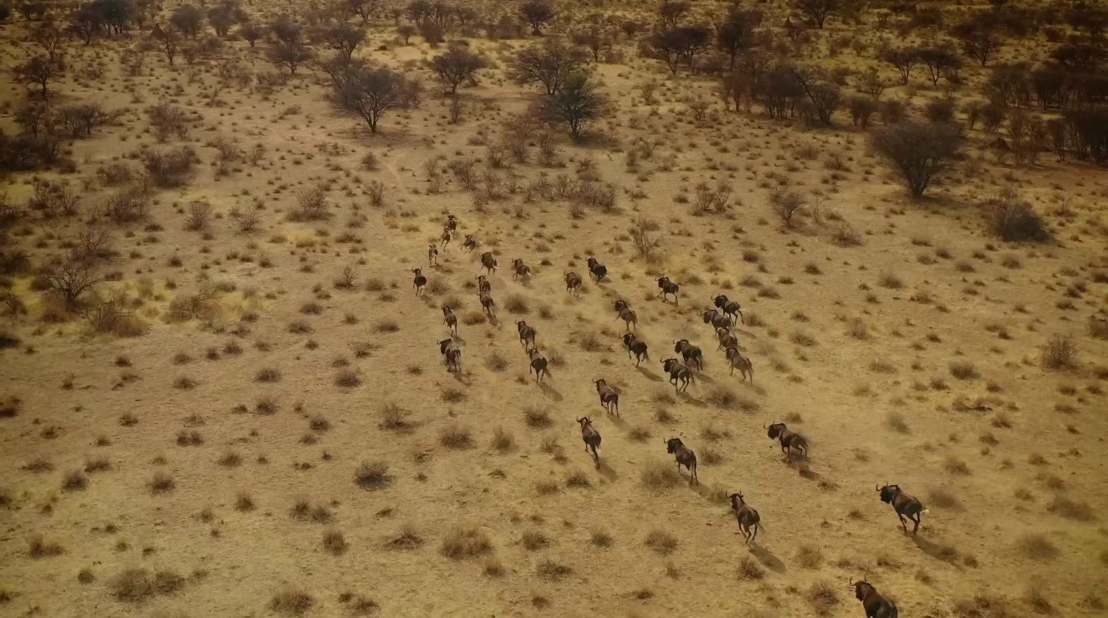 a herd of wild horses running across a dry grass field