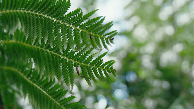 a close up of a green leaf on a tree