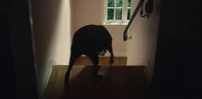 a dog is walking up a set of stairs