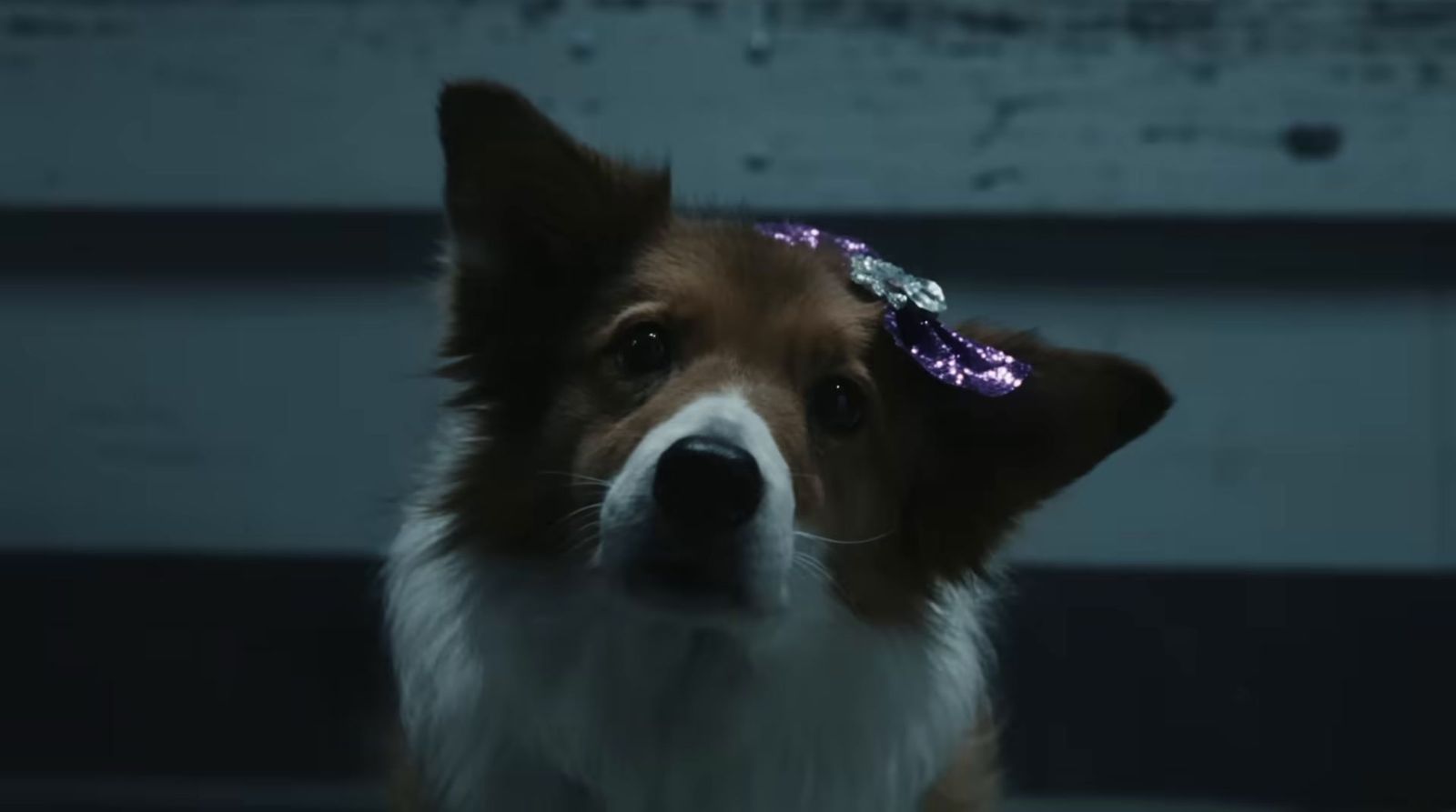 a brown and white dog wearing a purple sequin headband